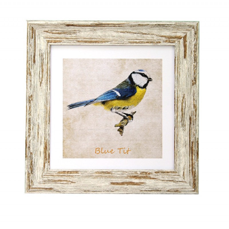 Garden Birds Blue Tit DB Wash 7x7 Garden Birds Blue Tit DB Wash 7x7