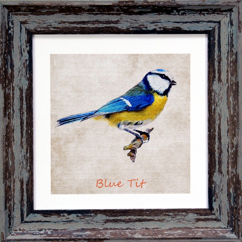 Garden Birds Blue Tit Blue 7x7 Garden Birds Blue Tit Blue 7x7
